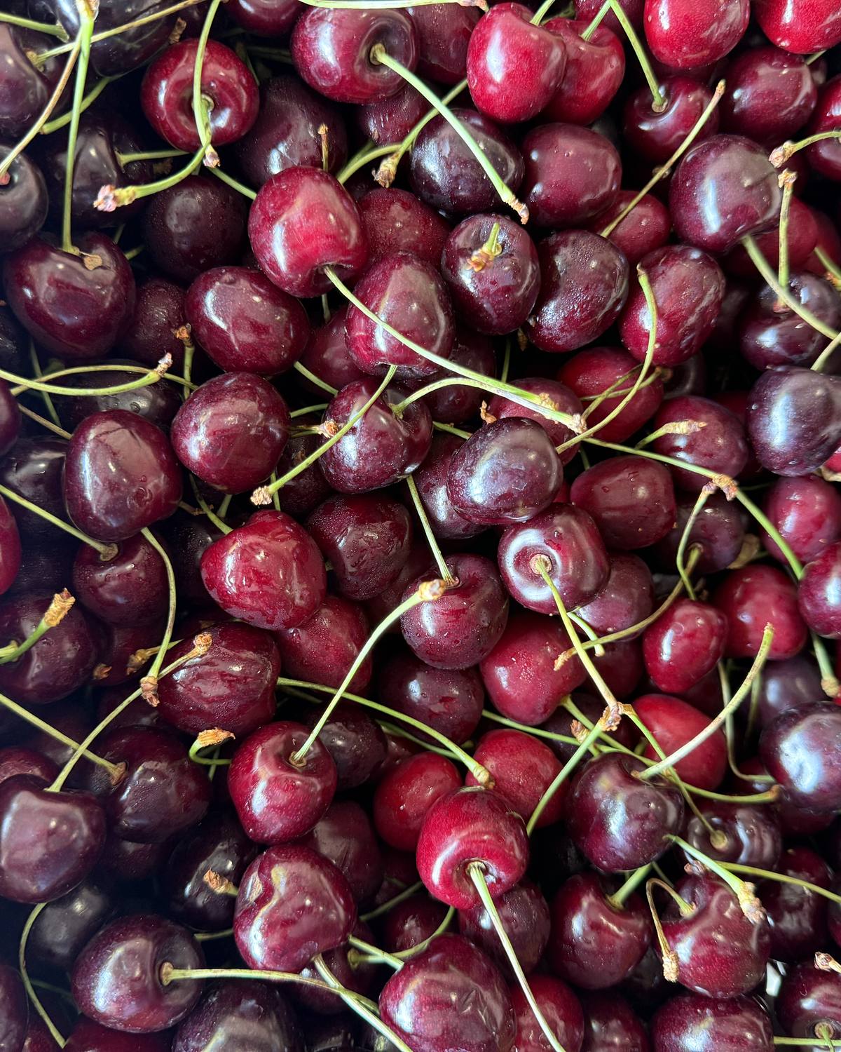 Fresh dark red cherries with their stalks, piled in the produce display